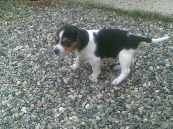 Beagle tricolore cuccioli | Foto 0