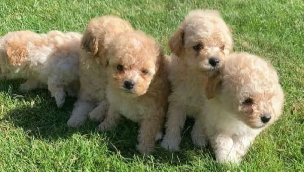 Barboncini toy albicocca