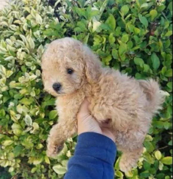 Barboncini toy albicocca | Foto 1