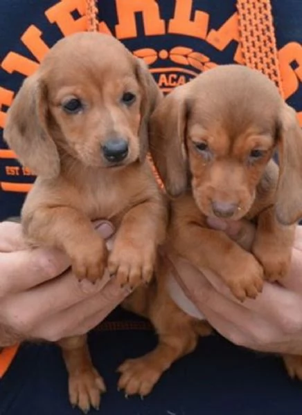 Bassotto nano cuccioli | Foto 3