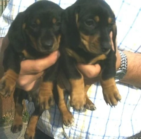 Bassotto nano cuccioli