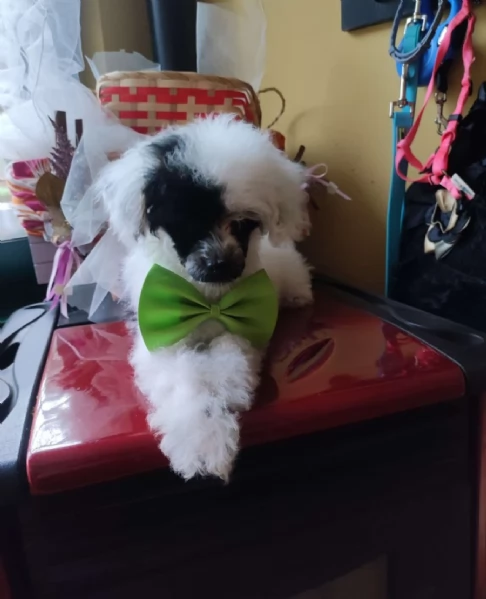 Barboncino teacup da borsetta