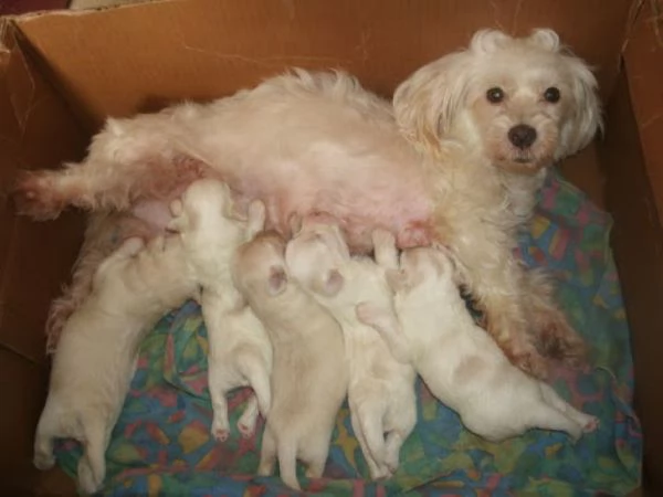 Maltese toy Coreani cuccioli