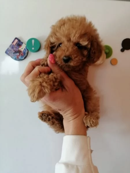 Barboncini mini toy albicocca