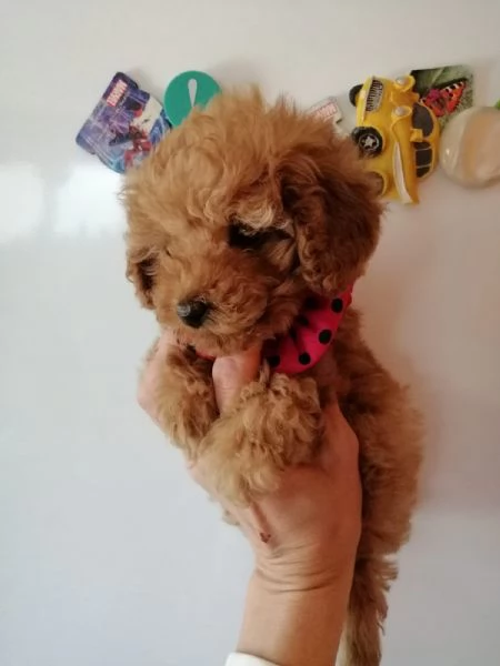 Barboncini mini toy albicocca | Foto 1