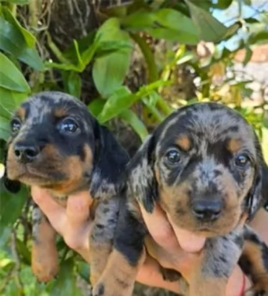 Maschietti Bassotto silver alrecchino