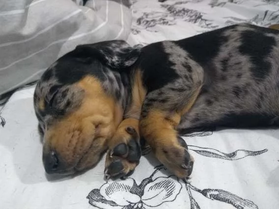 Maschietti Bassotto silver alrecchino | Foto 0