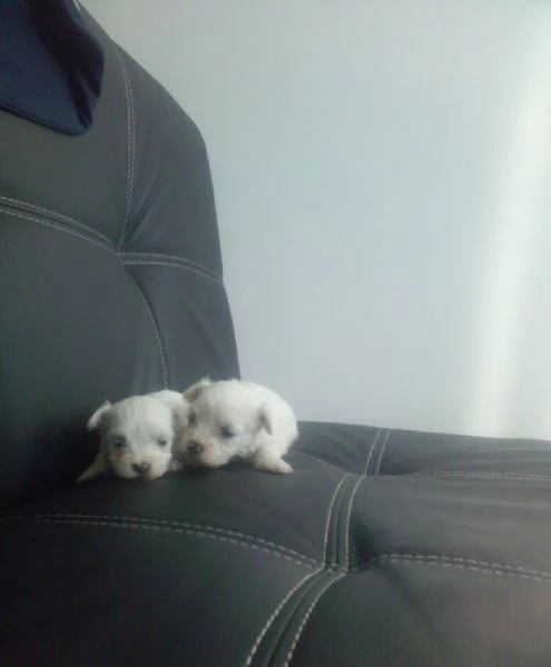 Maltese toy Coreano | Foto 2