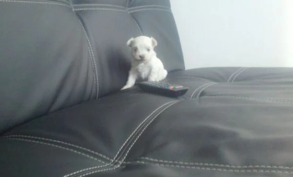 Maltese toy Coreano | Foto 0