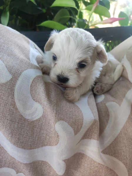 Maltipoo adorabile femminuccia