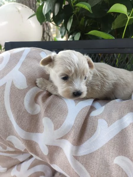 Maltipoo adorabile femminuccia | Foto 1