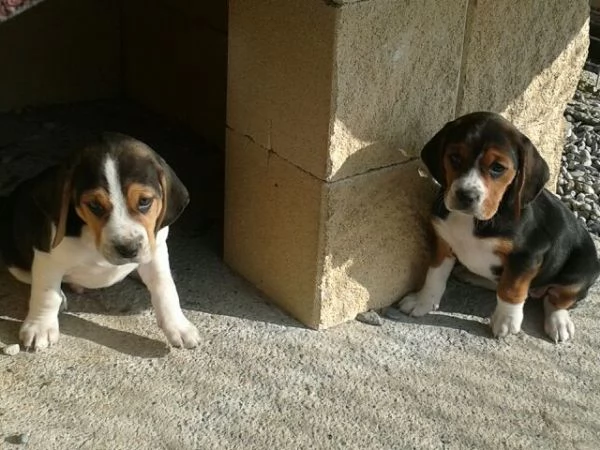 Beagle Elizabeth tricolore cuccioli