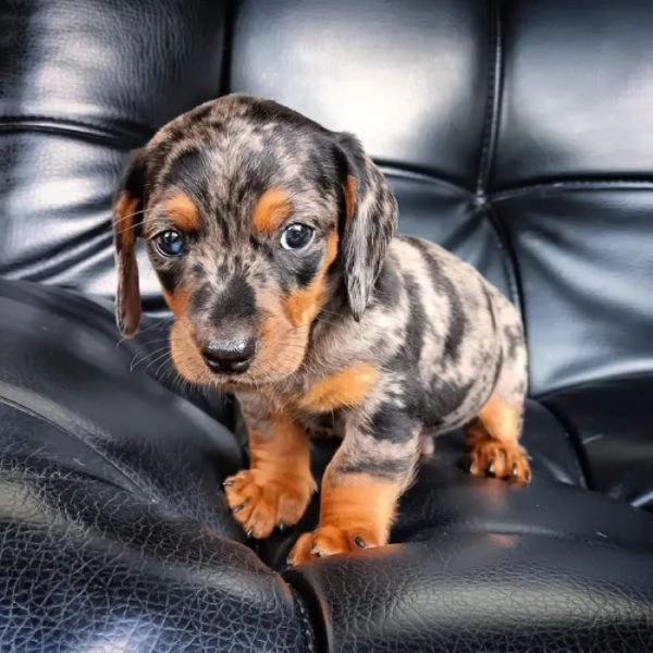 Bassotto nano maschietti | Foto 1