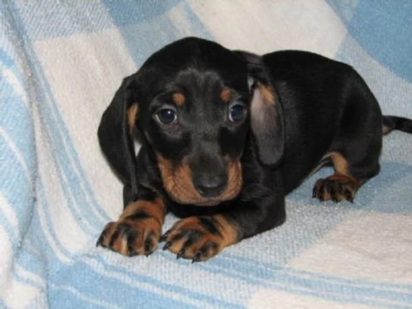 Bassotto nano maschietti