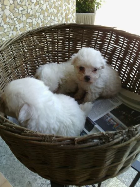 Cuccioli Maltese toy coreano