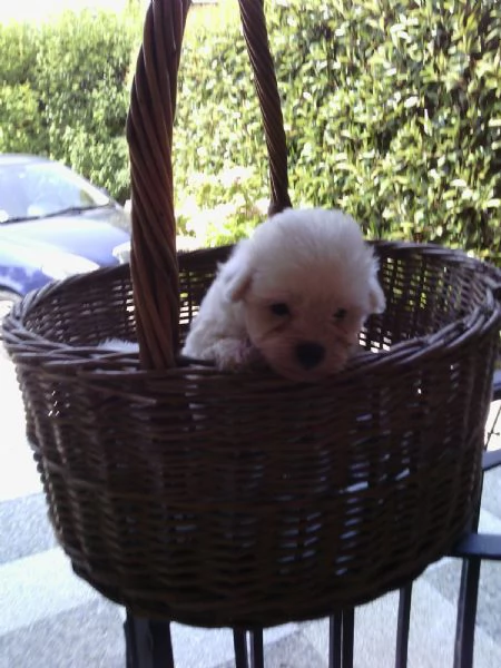 Cuccioli Maltese toy coreano | Foto 0