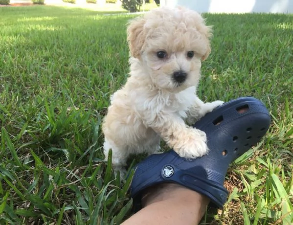 Maltipoo toy cuccioli | Foto 1