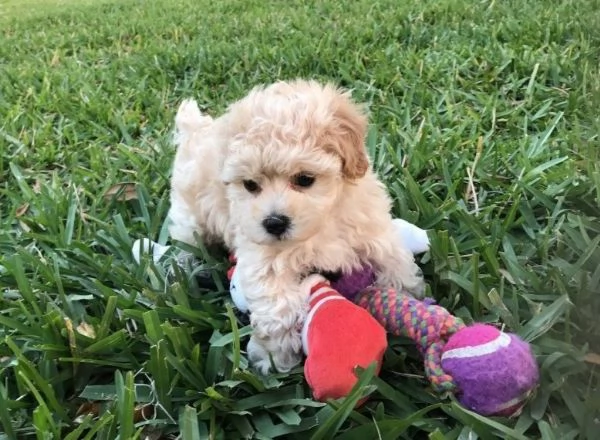 Maltipoo toy cuccioli | Foto 0