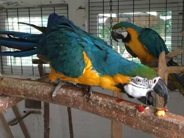 Ma ara blu e oro con gabbia disponibile
