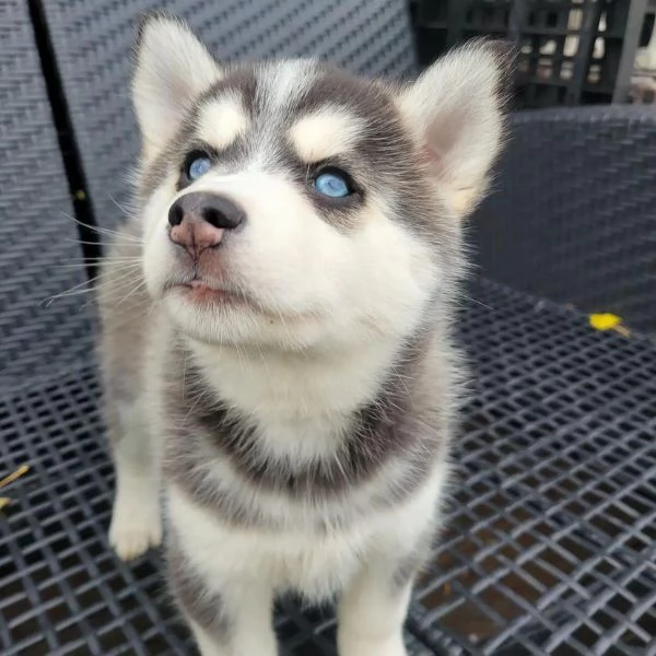 Siberian Husky | Foto 2