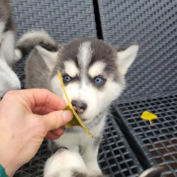 Siberian Husky | Foto 1