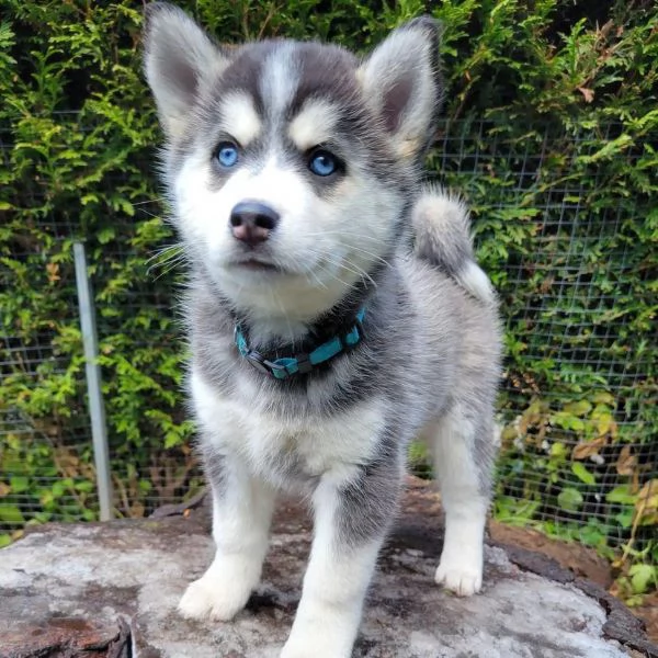 Siberian Husky | Foto 2