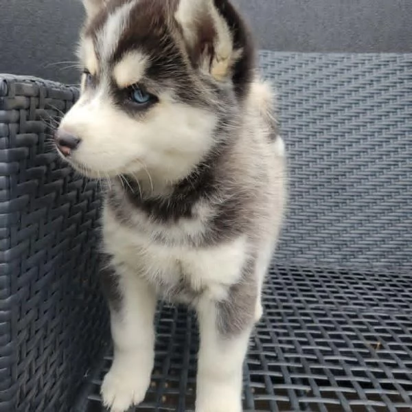 Siberian Husky | Foto 1