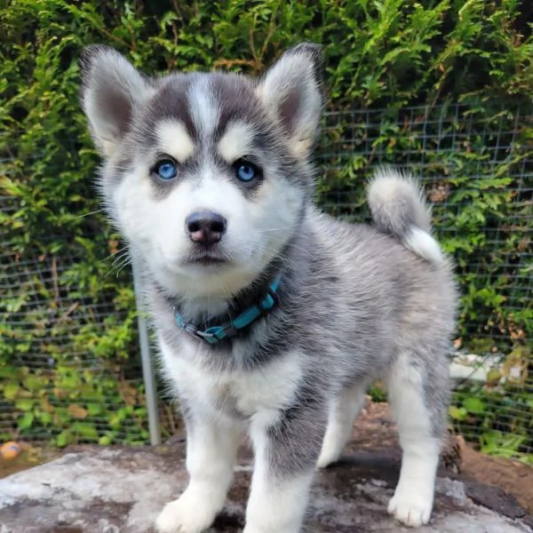 Siberian Husky