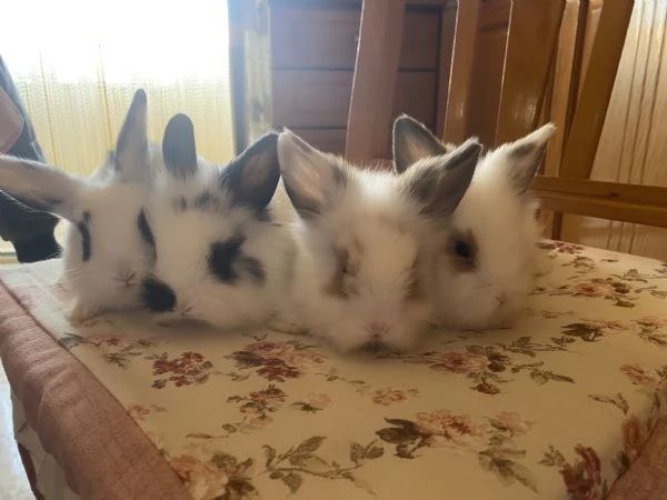 Conigli | Foto 1