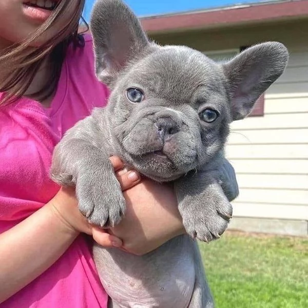 Bulldog francese gratuito - Cercasi casa amorevole (solo ritiro) | Foto 2