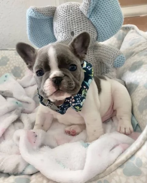 Bulldog francese gratuito - Cercasi casa amorevole (solo ritiro) | Foto 1