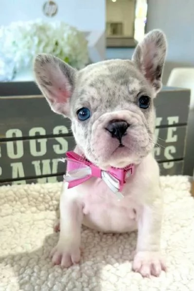 Bulldog francese gratuito - Cercasi casa amorevole (solo ritiro)