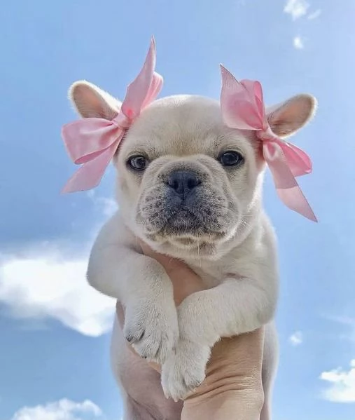 Bulldog francese gratuito - Cercasi casa amorevole (solo ritiro) | Foto 0