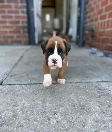 Meravigliosi Dolci cuccioli di Boxer
