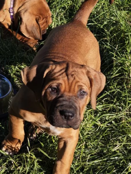 Cucciolata Tosa eccezionale | Foto 12