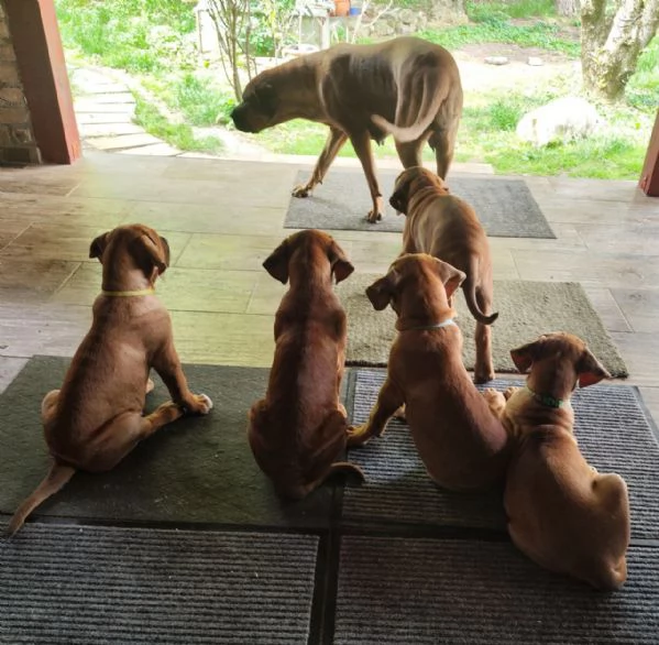 Cucciolata Tosa eccezionale