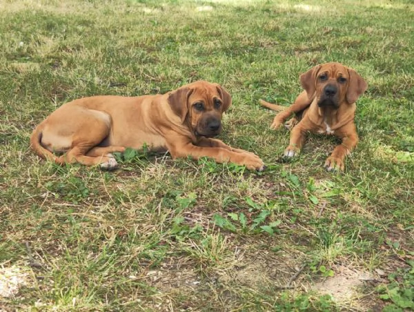 Cucciolata Tosa eccezionale | Foto 11