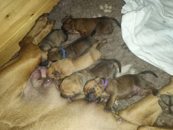 Cucciolata Tosa eccezionale | Foto 7