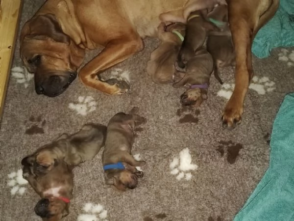 Cucciolata Tosa eccezionale | Foto 6