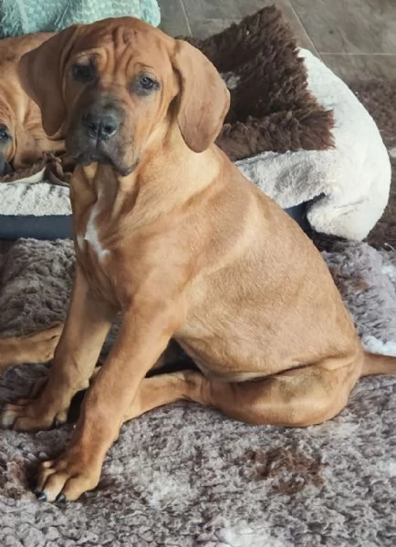 Cucciolata Tosa eccezionale | Foto 8