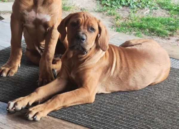 Cucciolata Tosa eccezionale | Foto 7