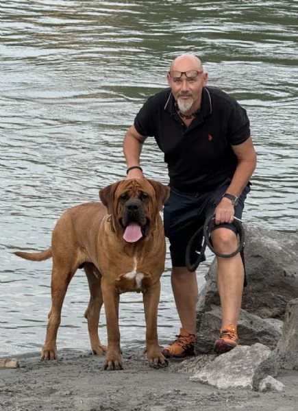 Cucciolata Tosa eccezionale | Foto 5