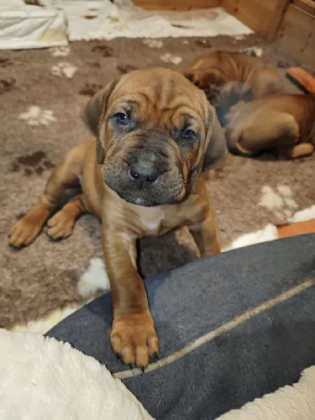 Cucciolata Tosa eccezionale | Foto 5