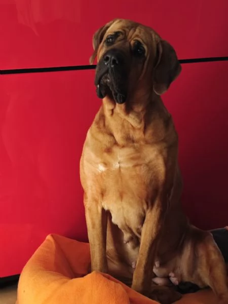 Cucciolata Tosa eccezionale | Foto 4