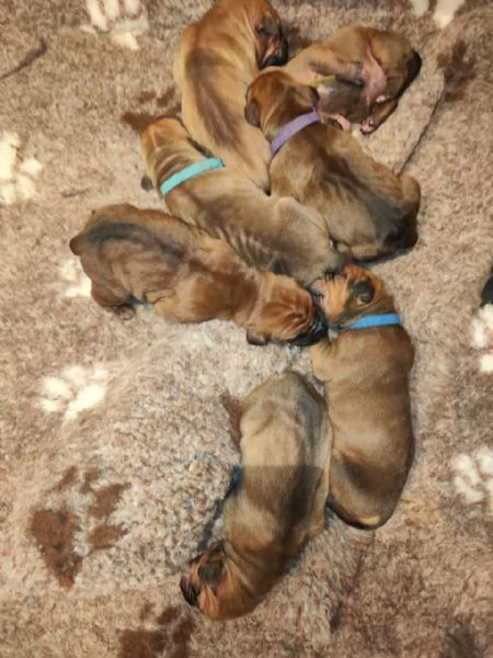 Cucciolata Tosa eccezionale | Foto 3