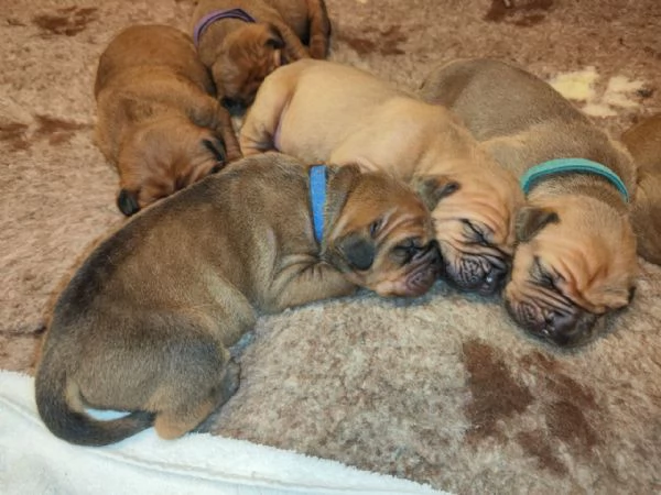 Cucciolata Tosa eccezionale | Foto 2