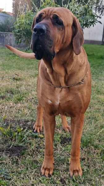 Cucciolata Tosa eccezionale | Foto 1