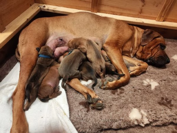 Cucciolata Tosa eccezionale | Foto 0