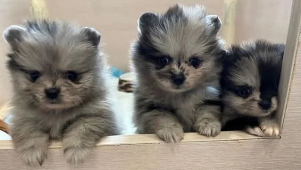 Bellissimi cuccioli di Pomerania Blue Merle disponibili