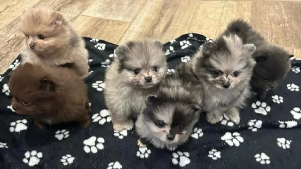 Bellissimi cuccioli di Pomerania Blue Merle disponibili | Foto 3